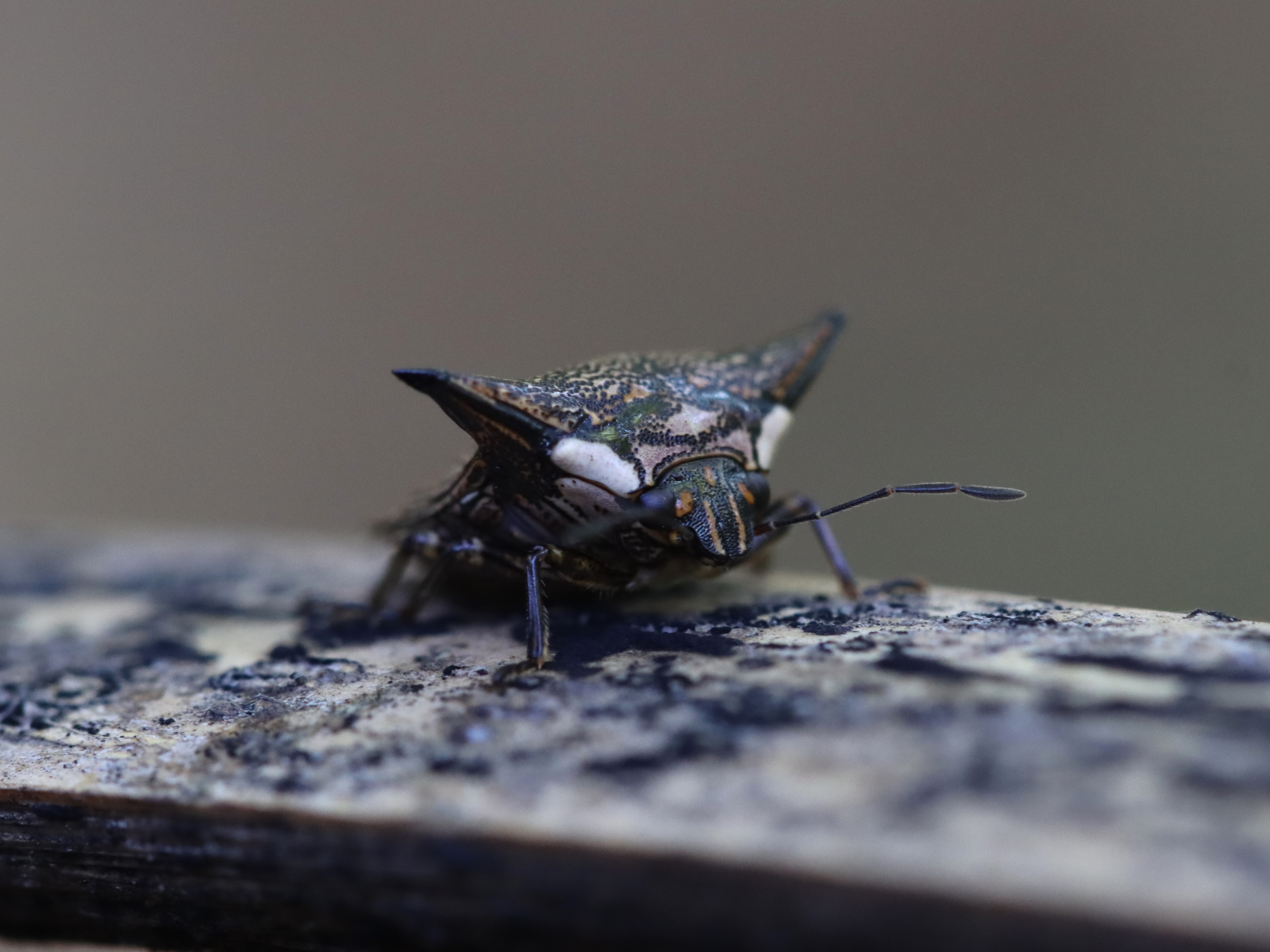 柵上のウシカメムシ